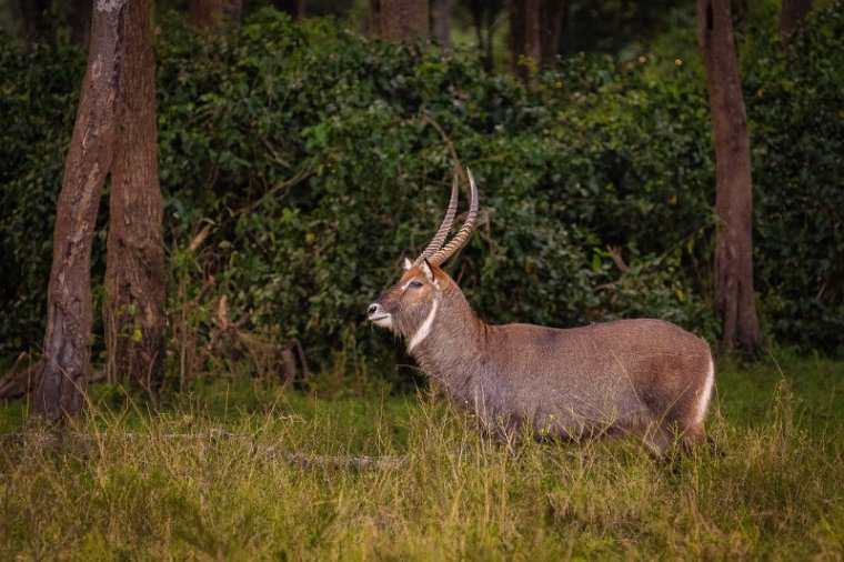 145 Masai Mara, waterbok.jpg